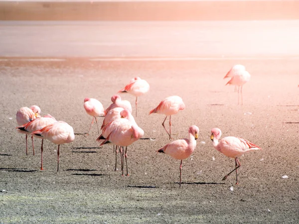 Rosa Flamingos am Salzsee Laguna hedionda, Andenaltiplano, Bolivien, Südamerika — Stockfoto