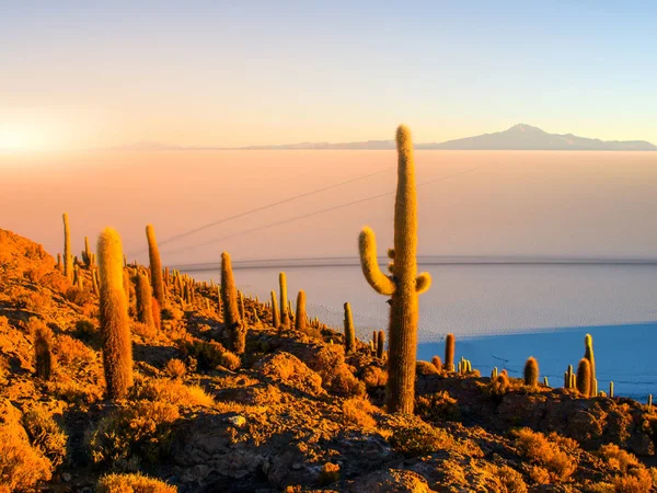 Salar de Uyuni planícies salinas com grandes cactos da ilha Incahuasi ao nascer do sol, Altiplano andino, Bolívia, América do Sul — Fotografia de Stock