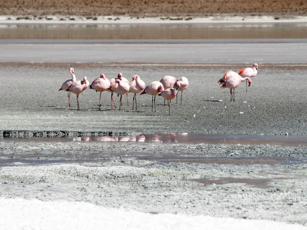 Rosa Flamingos am Salzsee Laguna hedionda, Andenaltiplano, Bolivien, Südamerika — Stockfoto