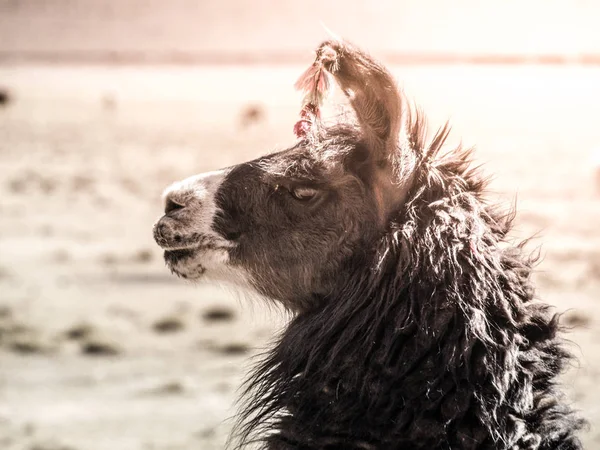 Närbild porträtt av brun lamadjur, Anderna, Sydamerika — Stockfoto