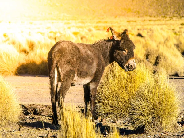 Black donkey with red tassels on ears on Andean Altiplano, Bolivia, South America. — Stock Photo, Image
