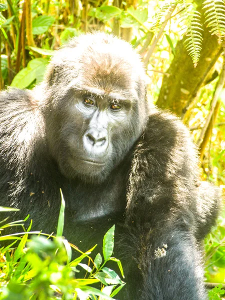 Portrait of adult male eastern gorilla, Gorilla beringei, aka Silverback, in natural habitat. Critically endangered primate. Green jungle forests of Bwindi Impenetrable National Park, Uganda, Africa — Stock Photo, Image