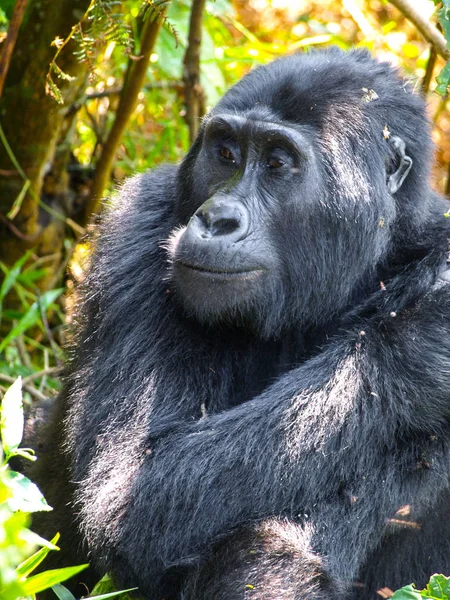 Schattig vrouwelijke gorilla in natuurlijke habitat, Oeganda, Afrika. — Stockfoto