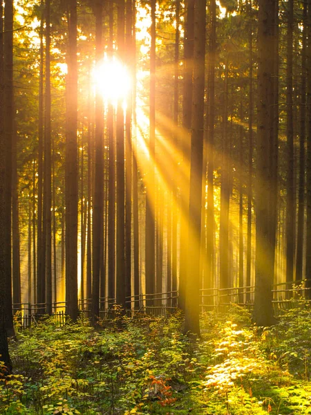 숲에서 일출입니다. 나무와 아침 안개를 통해 빛나는 태양 광선 — 스톡 사진