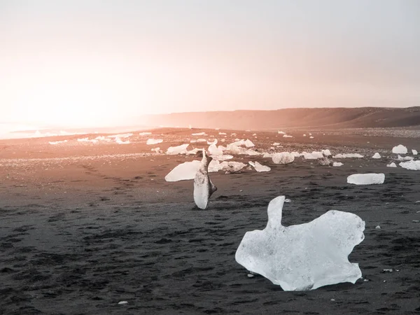 Bit av isen på svart sand, naturliga detaljer, Island — Stockfoto