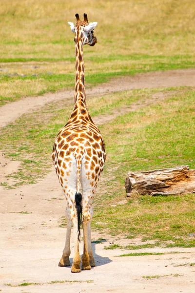 Achteraanzicht van een giraffe in savanne, Afrika — Stockfoto