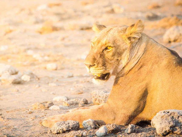 Leeuwin onder een rust over stoffige grond, Etosha National Park Namibië — Stockfoto