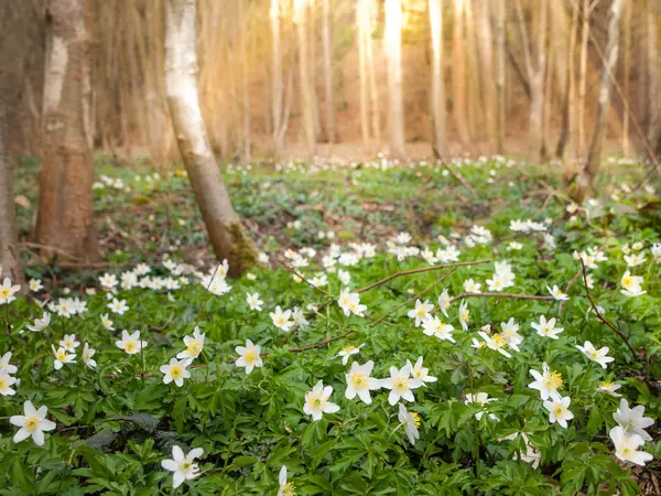 Tapis d'anémones de bois blanc dans la forêt de printemps — Photo