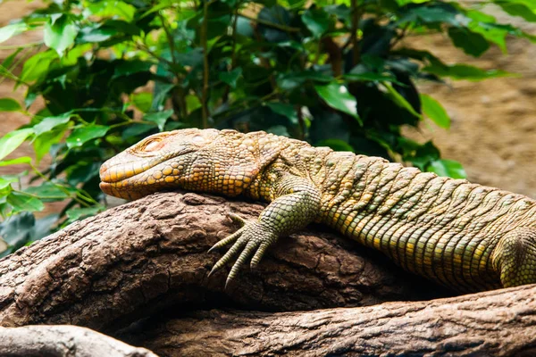 Πολύχρωμο Βόρεια caiman σαύρα σαύρας, Δράκαινα Guianensis, κάθεται πάνω στο δέντρο. Εγγενώς βρέθηκαν στη ζούγκλα της Νότιας Αμερικής — Φωτογραφία Αρχείου