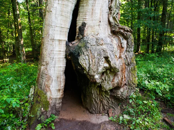 Разлагающийся гигантский дуб в первобытном лесу, Беловежа, Польша — стоковое фото