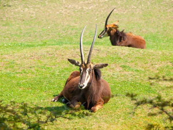 Kvinnliga Sable antiloper, Hippotragus niger, liggande i savanna, Kenya, Afrika. — Stockfoto