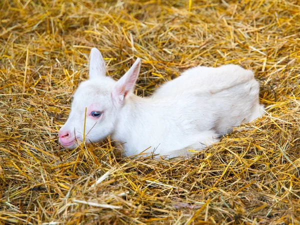 Chico blanco de cabra acostado en una pajita. Animales jóvenes de granja — Foto de Stock