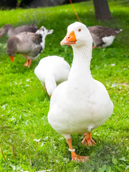 White domestic goose walks in the grass. Farm animal — Stock Photo, Image