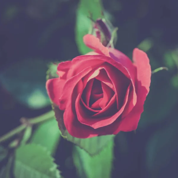 Hermosa rosa roja en la oscuridad. Fotografía desaturada con neblina. Vista desde arriba — Foto de Stock