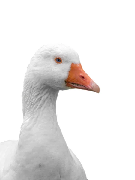 Close-up hoofd van binnenlandse gans geïsoleerd op witte achtergrond — Stockfoto