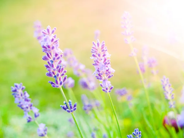 Levander, auch Levandula genannt, violett blühende Pflanze im grünen Garten — Stockfoto