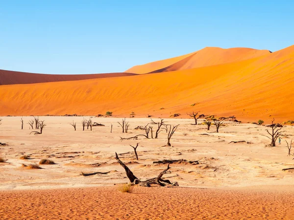 Alberi di spine di cammello morti in padella asciutta Deadvlei nel mezzo delle dune rosse del deserto del Namib, vicino a Sossusvlei, Namib-Naukluft National Park, Namibia, Africa — Foto Stock