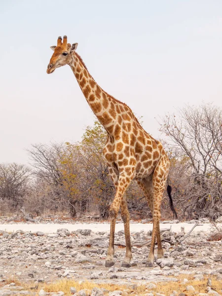 Zsiráf járni az Etosha nemzeti parkban, Namíbia, Afrika. — Stock Fotó