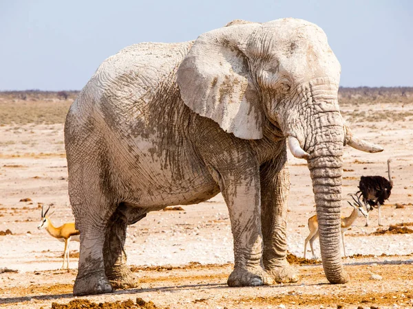 Old huge african elephant standing in dry land of Etosha National Park, Namibia, Africa — Stock Photo, Image