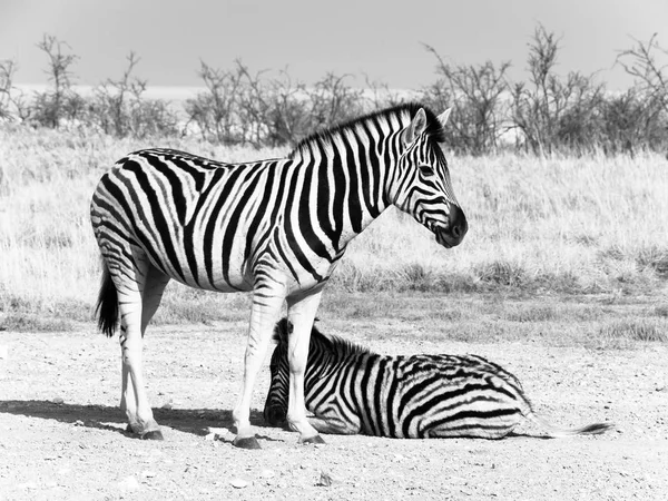 Két zebrák szavanna, Etosha nemzeti parkban, Namíbia, Afrika. — Stock Fotó