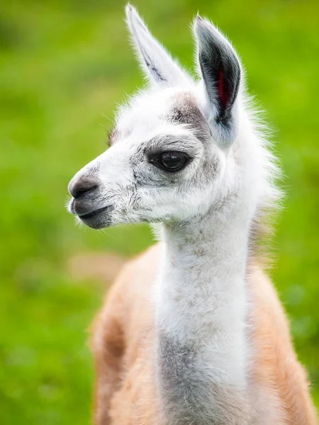 Baby llama Stock Photos, Royalty Free Baby llama Images | Depositphotos Baby llama Stock Photos, Royalty Free Baby llama Images | Depositphotos