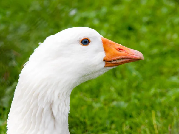 White domestic goose walks in the grass. Farm animal — Stock Photo, Image