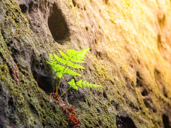 小的绿色蕨菜在砂岩墙。自然的细节 — 图库照片