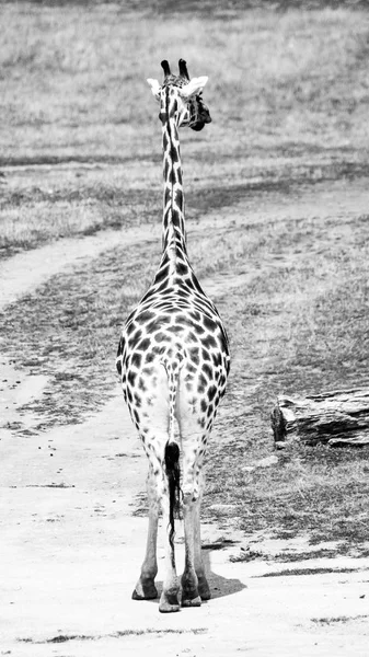 Jeune girafe en savane africaine. Vue de derrière. Image en noir et blanc — Photo