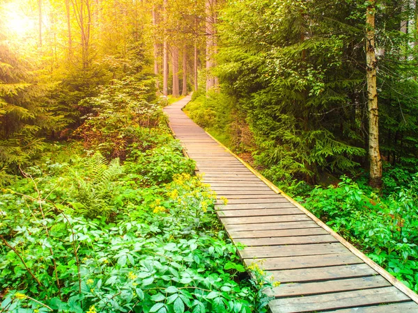 Wooden boardwalk in forest leads to Great Moss Lake, Rejviz, Jeseniky Mountains, Czech Republic — Stock Photo, Image