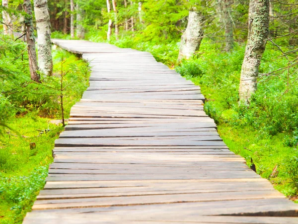 Узкая деревянная дорожка в зеленом лесу — стоковое фото