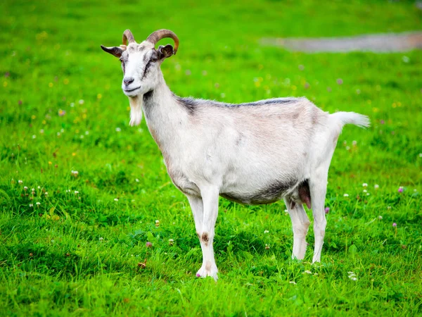 Cabra blanca de pie en la hierba verde — Foto de Stock