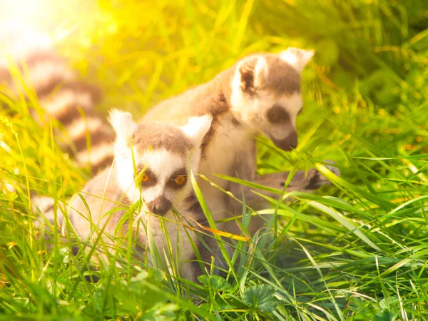 Két aranyos maki, rejtett-ban fű, Madagaszkár — Stock Fotó