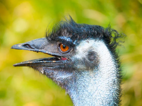 Ritratto di emu con becco aperto. Il secondo uccello più grande del mondo endemico dell'Australia — Foto Stock