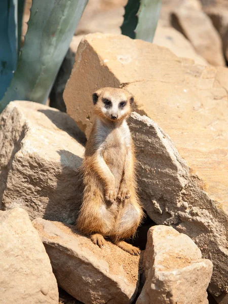 Meerkat, suricata suricatta, ειδοποίηση σε επιφυλακή σε βραχώδη και ξηρό έδαφος, Νότια Αφρική — Φωτογραφία Αρχείου