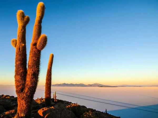 Salar de Uyuni llanuras saladas con grandes cactus de la isla Incahuasi al amanecer, Altiplano Andino, Bolivia, Sudamérica — Foto de Stock