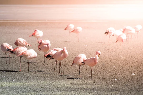 Pink flamingos at saline lake Laguna Hedionda, Andean Altiplano, Bolivia, South America — Stock Photo, Image