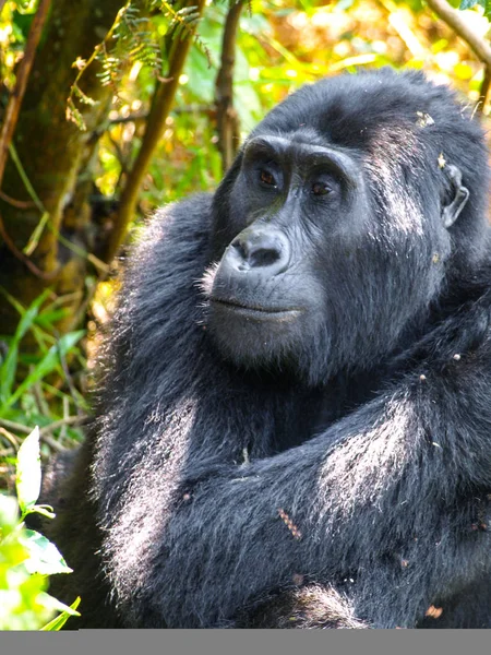 Ritratto di gorilla femmina adulta orientale, Gorilla beringei, in habitat naturale. Primate in pericolo di estinzione. Foreste verdi della giungla del Parco Nazionale Impenetrabile di Bwindi, Uganda, Africa — Foto Stock