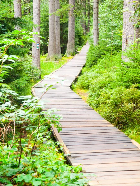 Wooden boardwalk in forest leads to Great Moss Lake, Rejviz, Jeseniky Mountains, Czech Republic — Stock Photo, Image
