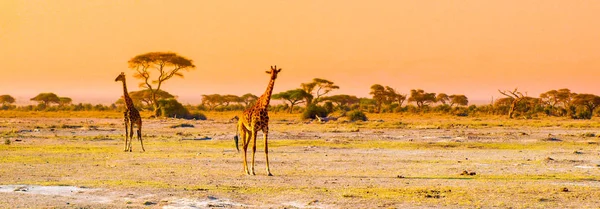夜のキリン、アンボセリ国立公園、ケニア、アフリカ サバンナのパノラマ — ストック写真