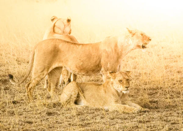Λιοντάρι πακέτο στο φυσικό βιότοπό της αφρικανικής σαβάνας,: Ngorongoro Conservation Area, Τανζανία, Αφρική — Φωτογραφία Αρχείου