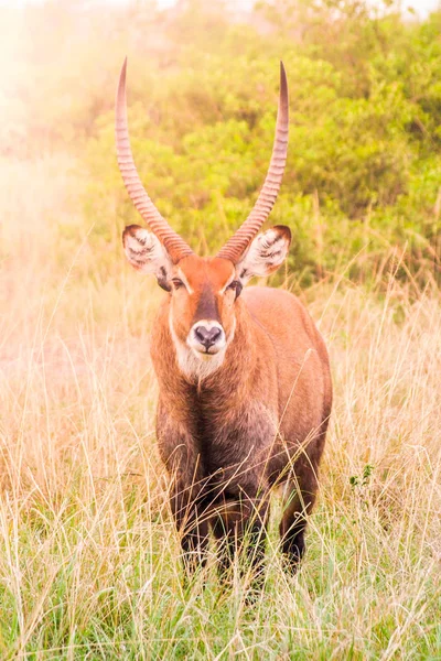 Portrait de bélier Waterbuck dans un habitat naturel, Parc national Maasai Mara, Kenya, Afrique — Photo