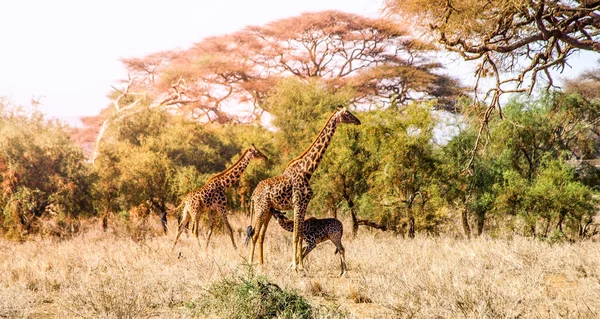 Panorama nocturne de la savane aux girafes, Parc National d'Amboseli, Kenya, Afrique — Photo