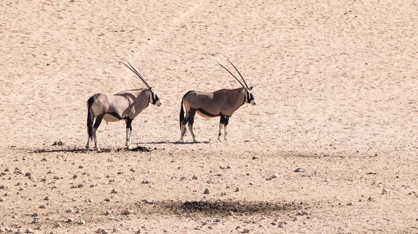 Kuru tozlu çölde, Namibya, Afrika duran iki gemsbok antilop, Oryx gazella, — Stok fotoğraf