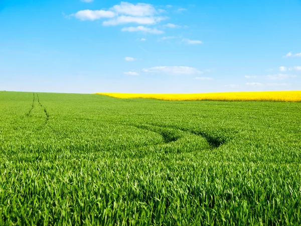 Champ vert luxuriant avec tracteur tracé pistes journée d'été non ensoleillée avec ciel bleu — Photo