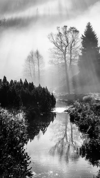 Туманное утро на природе. Солнце светит сквозь туман силуэтами деревьев. Отражение воды . — стоковое фото
