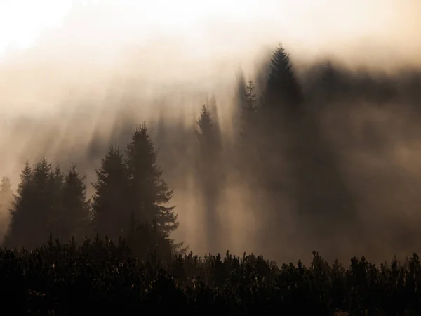 Des rayons de soleil pénètrent le brouillard matinal dans la forêt — Photo