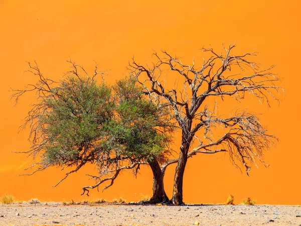 Två camelthorn träd mot en orange dune bakgrund. Först grön och levande och andra torra och döda. Sossusvlei, Namib-Naukluft National Park, Namibia, Afrika — Stockfoto