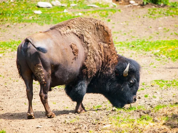 Wild american bison, Bison bison, aka buffalo on a pasture — Stock Photo, Image