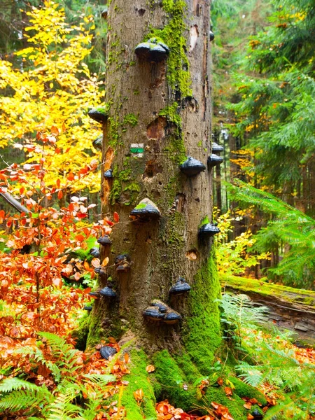 Polypores mushrooms on a tree trunk in colorful autumn primeval forest — Stock Photo, Image