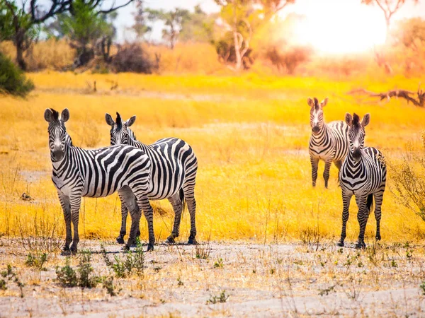 Zebry, stałego i oglądania w Delta Okawango w porze suchej, rezerwat Moremi, Botswana, Afryka — Zdjęcie stockowe